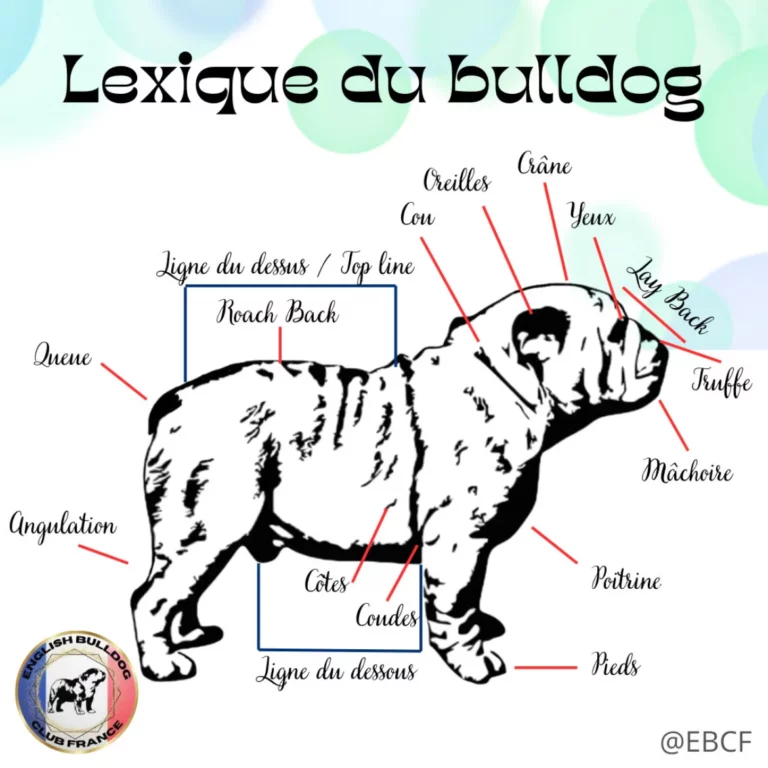 Lexique Du Bulldog